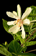 Obraz premium Calycanthus x venus, sweetshrub 'Venus', Calycanthus x raulstonii Venus, Calycanthe Venus,