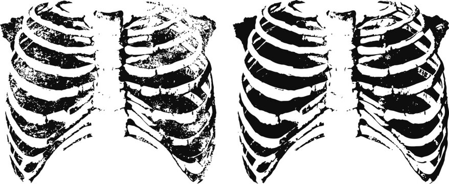 Human rib cage anatomical illustration with detailed bones in black and white, medical education design