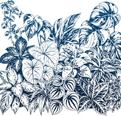 Variegated Tropical Leaves Black and White Line Art Illustration © james