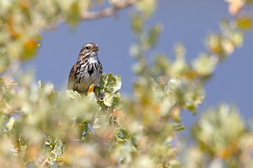 szarobrewka śpiewna (Melospiza melodia) © Grzegorz