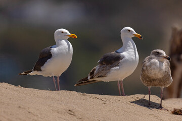 mewa zachodnia (Larus occidentalis) © Grzegorz