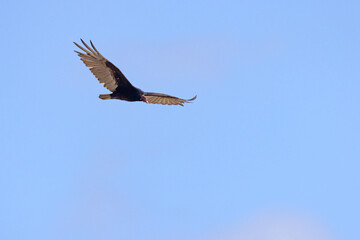 sępnik różowogłowy (cathartes aura) © Grzegorz