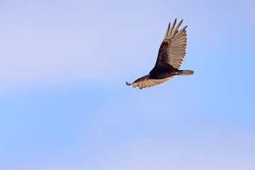 sępnik różowogłowy (cathartes aura) © Grzegorz