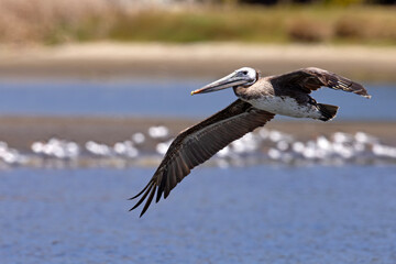 pelikan brunatny (Pelecanus occidentalis)  © Grzegorz