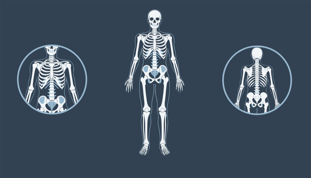 Detailed medical illustration showing human skeleton systems including full body front view and close up views of the upper torso and back.