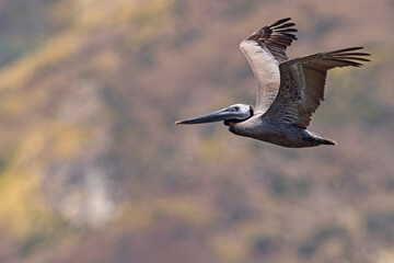 pelikan brunatny (Pelecanus occidentalis)  © Grzegorz