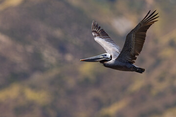 pelikan brunatny (Pelecanus occidentalis)  © Grzegorz