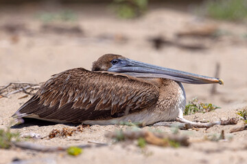 pelikan brunatny (Pelecanus occidentalis)  © Grzegorz