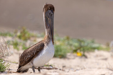 pelikan brunatny (Pelecanus occidentalis)  © Grzegorz