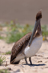 pelikan brunatny (Pelecanus occidentalis)  © Grzegorz