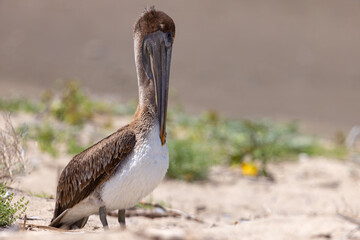 pelikan brunatny (Pelecanus occidentalis)  © Grzegorz