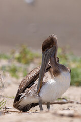 pelikan brunatny (Pelecanus occidentalis)  © Grzegorz