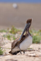 pelikan brunatny (Pelecanus occidentalis)  © Grzegorz