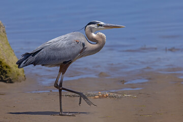 Czapla modra (Ardea herodias) © Grzegorz