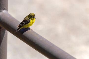 Czyż mały (Spinus psaltria) © Grzegorz