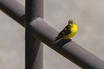 Czyż mały (Spinus psaltria) © Grzegorz