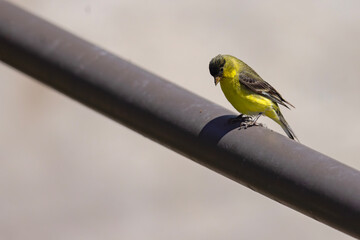 Czyż mały (Spinus psaltria) © Grzegorz