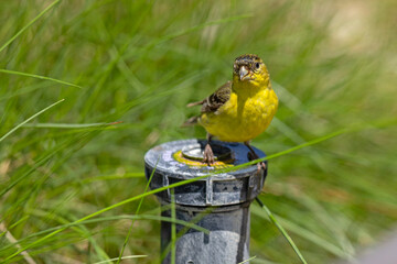 Czyż mały (Spinus psaltria) © Grzegorz