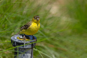 Czyż mały (Spinus psaltria) © Grzegorz