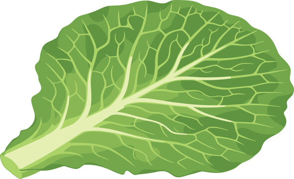 Broad green cabbage leaf with prominent white veins isolated on transparent background