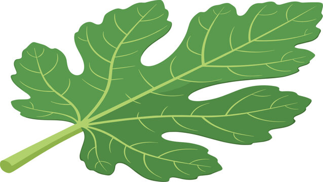 Deeply lobed green fig leaf vector graphic isolated on a transparent background