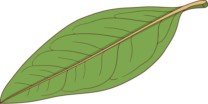 Oblong green bay leaf vector graphic with yellow vein isolated on transparent background