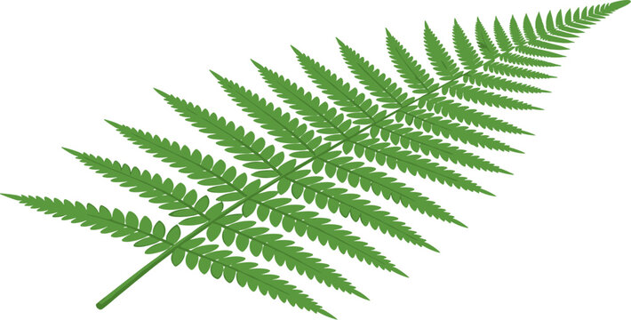 Symmetric green fern frond displaying multiple small leaflets isolated on transparent background