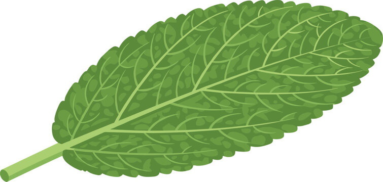 Textured green mint leaf vector illustration isolated on a transparent background