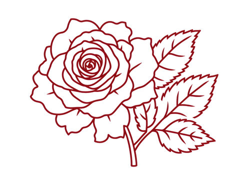 Red rose outline drawing with transparent background