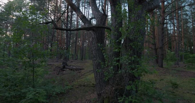 Beautiful scenic view of dense pine forest in evening light
