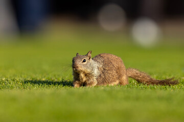 wiewiórka kalifornijska (Otospermophilus beecheyi) © Grzegorz