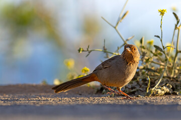 ziemnołuszcz kalifornijski (Melozone crissalis) © Grzegorz