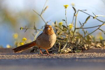 ziemnołuszcz kalifornijski (Melozone crissalis) © Grzegorz