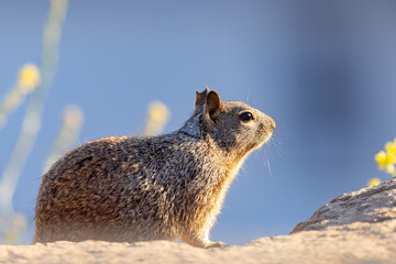 wiewiórka kalifornijska (Otospermophilus beecheyi) © Grzegorz