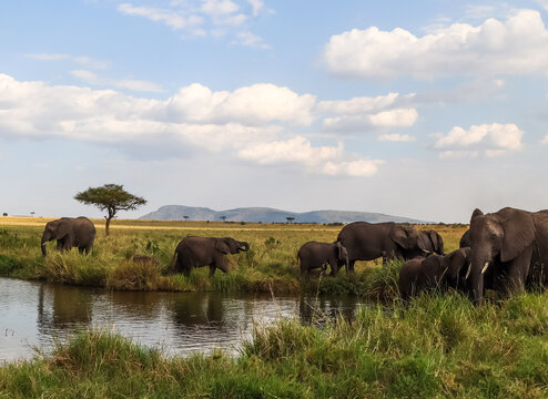 African elephants herd drinking water in Serengeti National Park