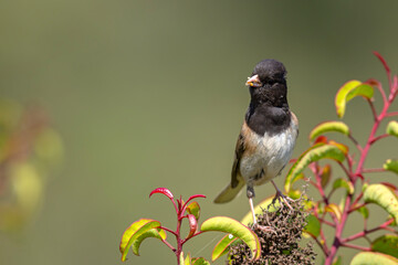 junko zwyczajny (Junco hyemalis) © Grzegorz