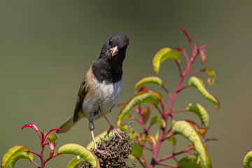 junko zwyczajny (Junco hyemalis) © Grzegorz