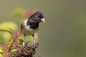 junko zwyczajny (Junco hyemalis) © Grzegorz