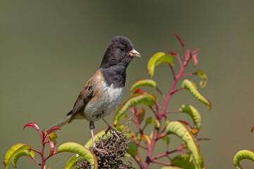 junko zwyczajny (Junco hyemalis) © Grzegorz