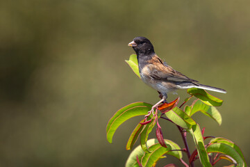 junko zwyczajny (Junco hyemalis) © Grzegorz