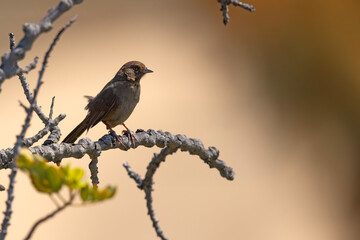ziemnołuszcz kalifornijski (Melozone crissalis) © Grzegorz