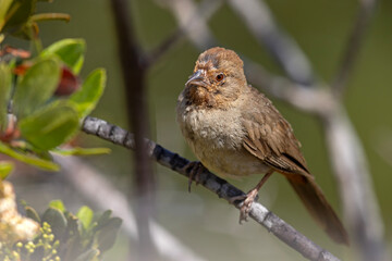 ziemnołuszcz kalifornijski (Melozone crissalis) © Grzegorz