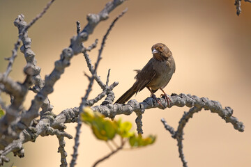 ziemnołuszcz kalifornijski (Melozone crissalis) © Grzegorz