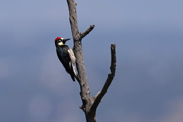 Dzięciur żołędziowy (Melanerpes formicivorus) © Grzegorz