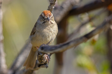 polniczek rdzawołbisty (Aimophila ruficeps) © Grzegorz