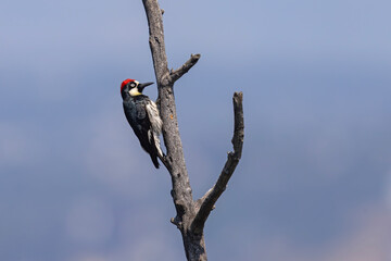 Dzięciur żołędziowy (Melanerpes formicivorus) © Grzegorz