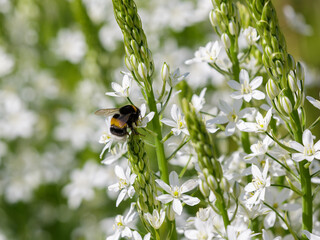 Beautiful white flowers in a spring garden. A bumblebee is collecting nectar from the Ornithogalum white flowers. Natural wallpaper. Ornithogalum is a genus of perennial bulbous herbaceous plants. © Flower_Garden