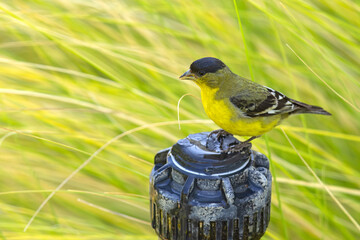 Czyż mały (Spinus psaltria) © Grzegorz
