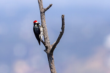 Dzięciur żołędziowy (Melanerpes formicivorus) © Grzegorz