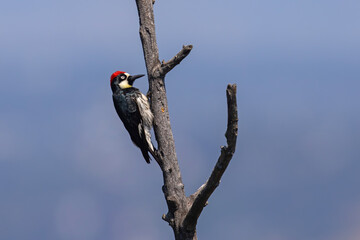 Dzięciur żołędziowy (Melanerpes formicivorus) © Grzegorz